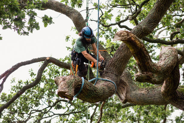 Best Utility Line Clearance  in Kilgore, TX