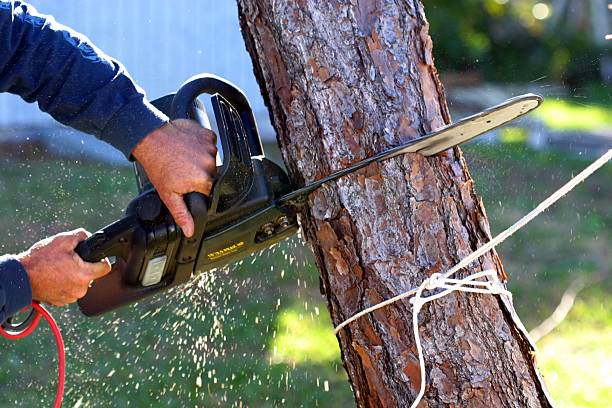 Best Tree Trimming and Pruning  in Kilgore, TX