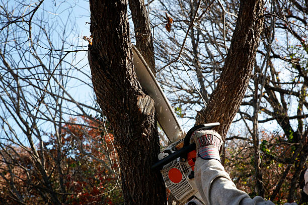 How Our Tree Care Process Works  in  Kilgore, TX